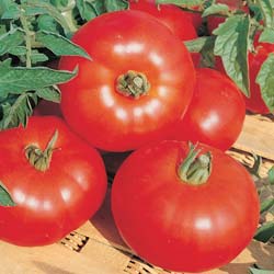 'Marmande VR' Tomato